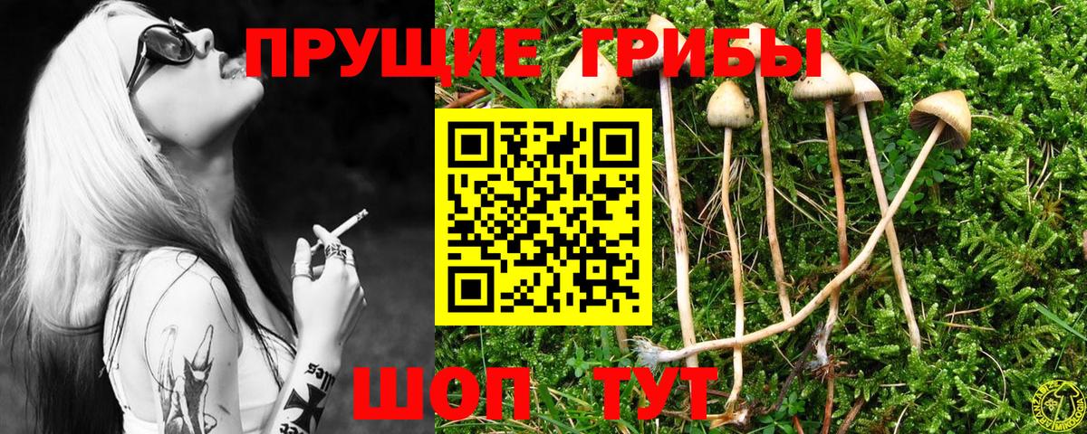 Морозовск  Псилоцибиновые грибы Psilocybe  Вход с VPN 